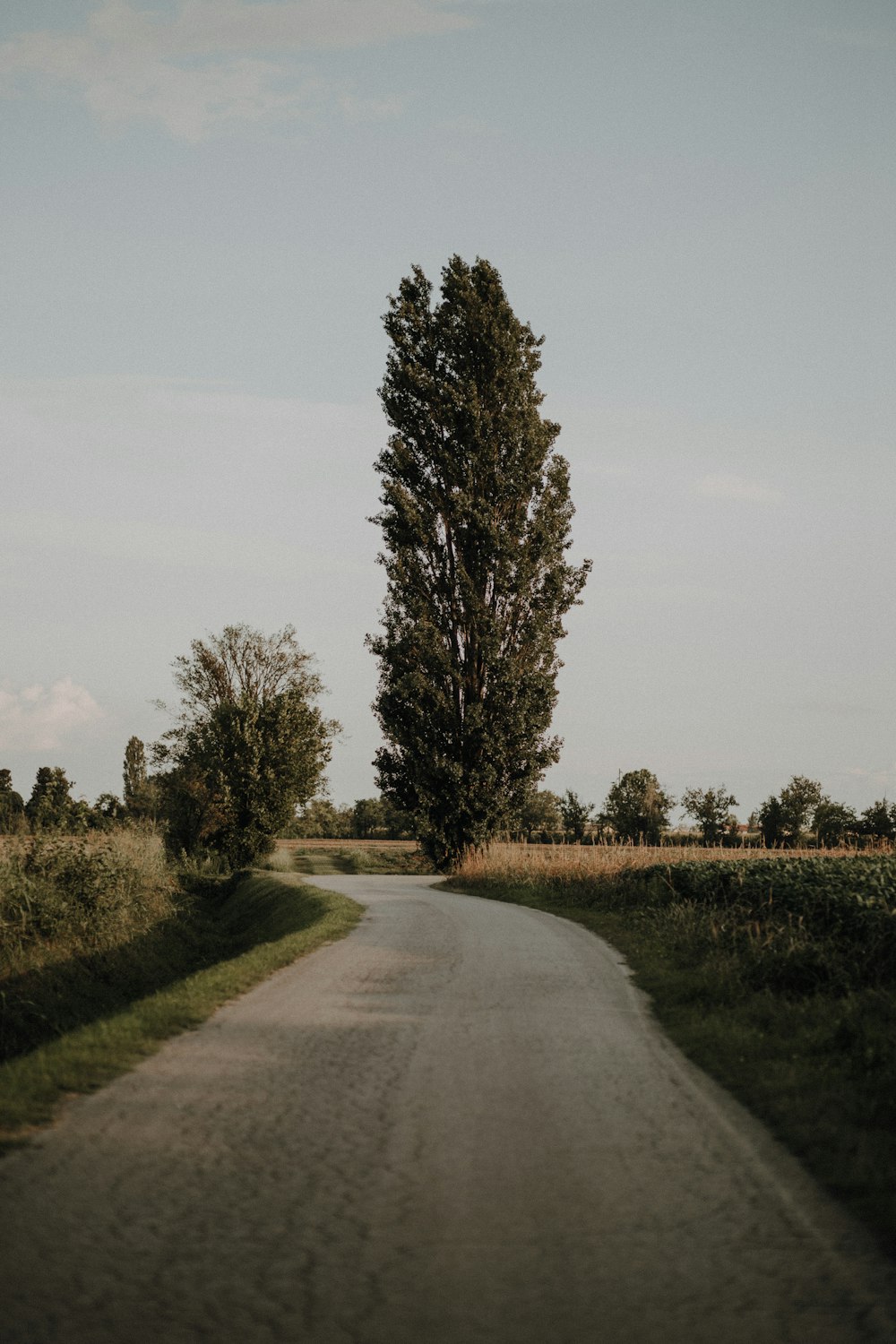 eine Straße mit Bäumen an der Seite