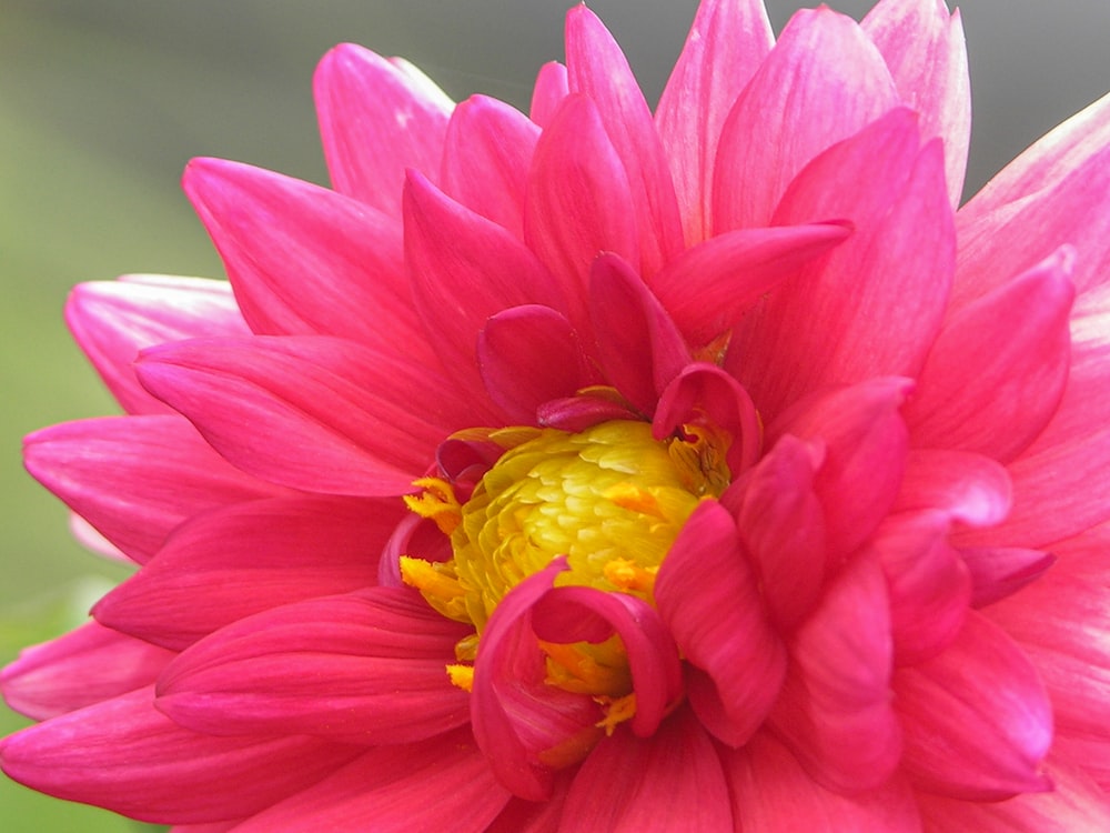 a pink flower with yellow center