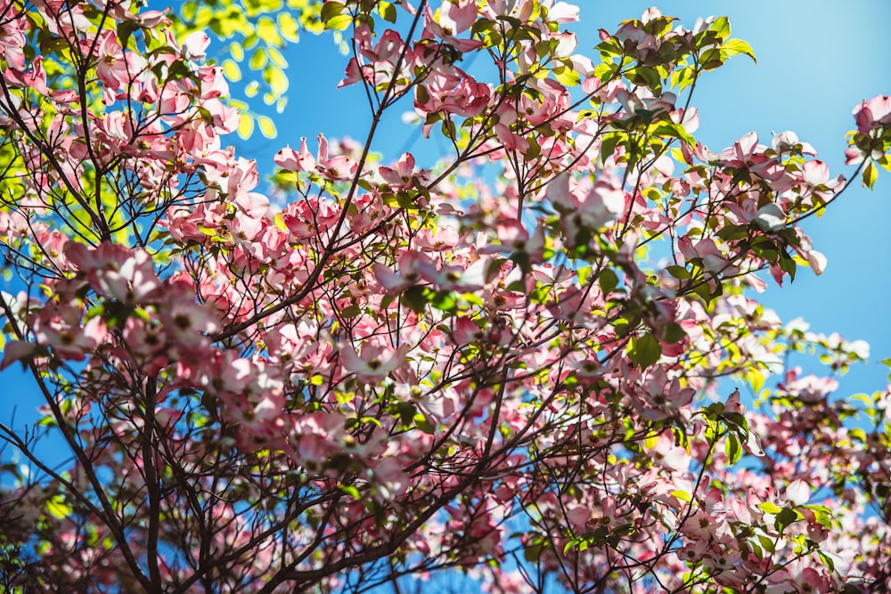 a tree with pink flowers