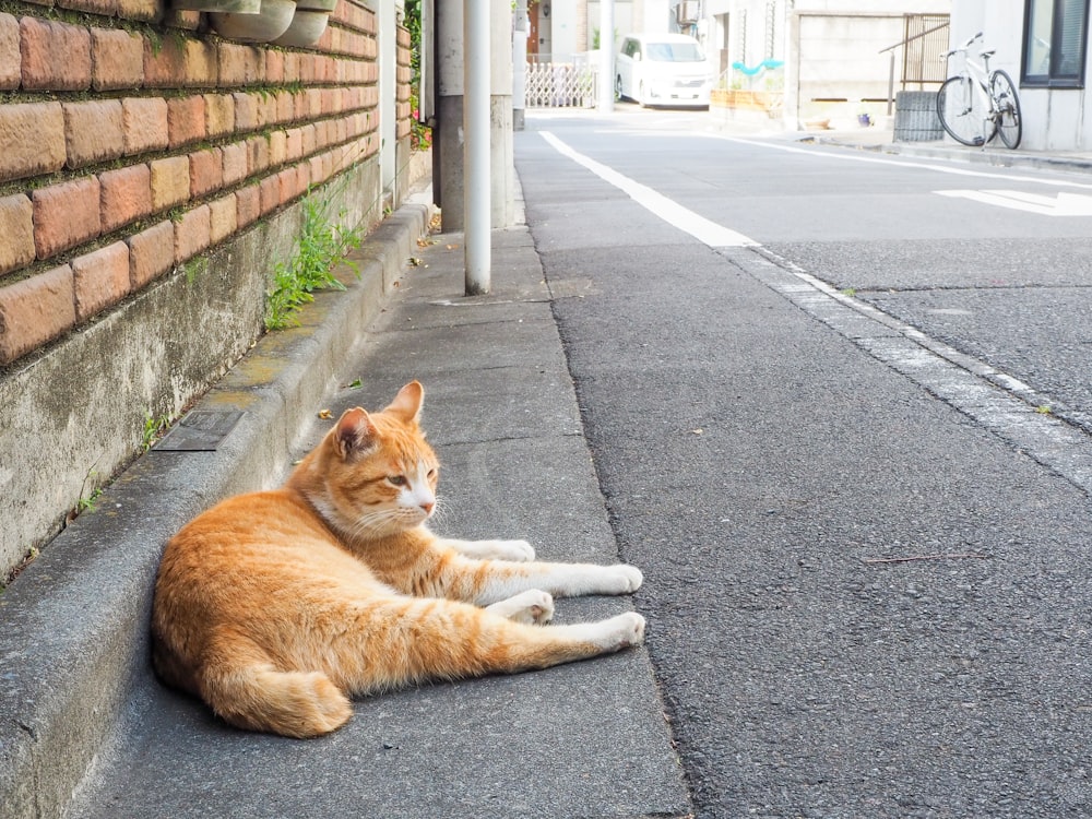 a cat lying on the side of a road