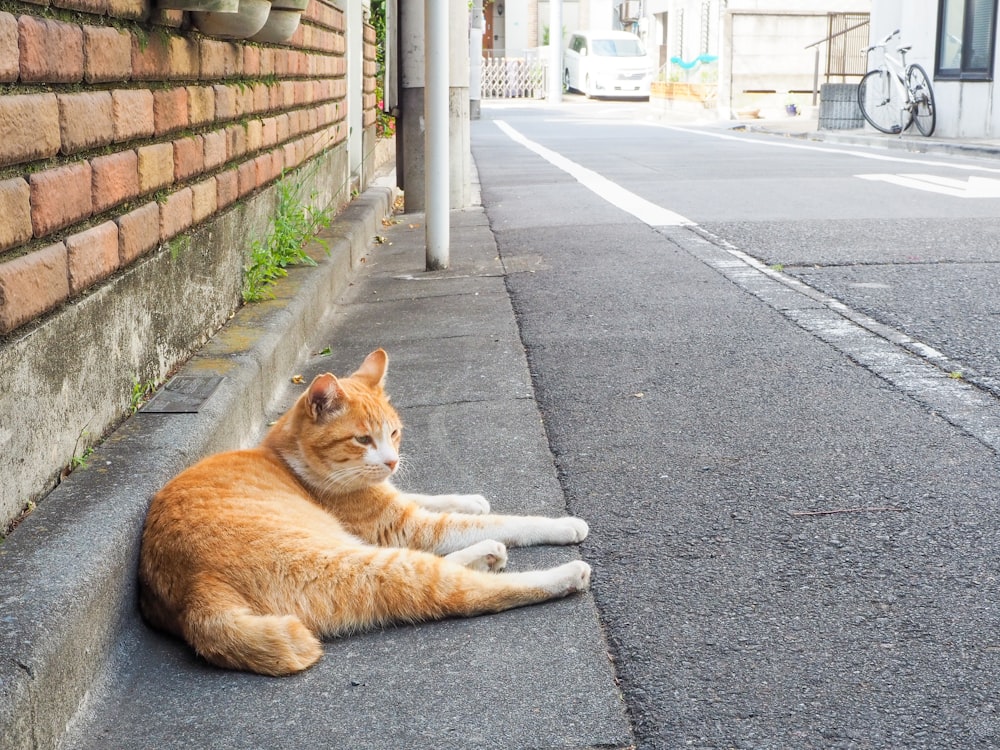 Un gato acostado al costado de una carretera