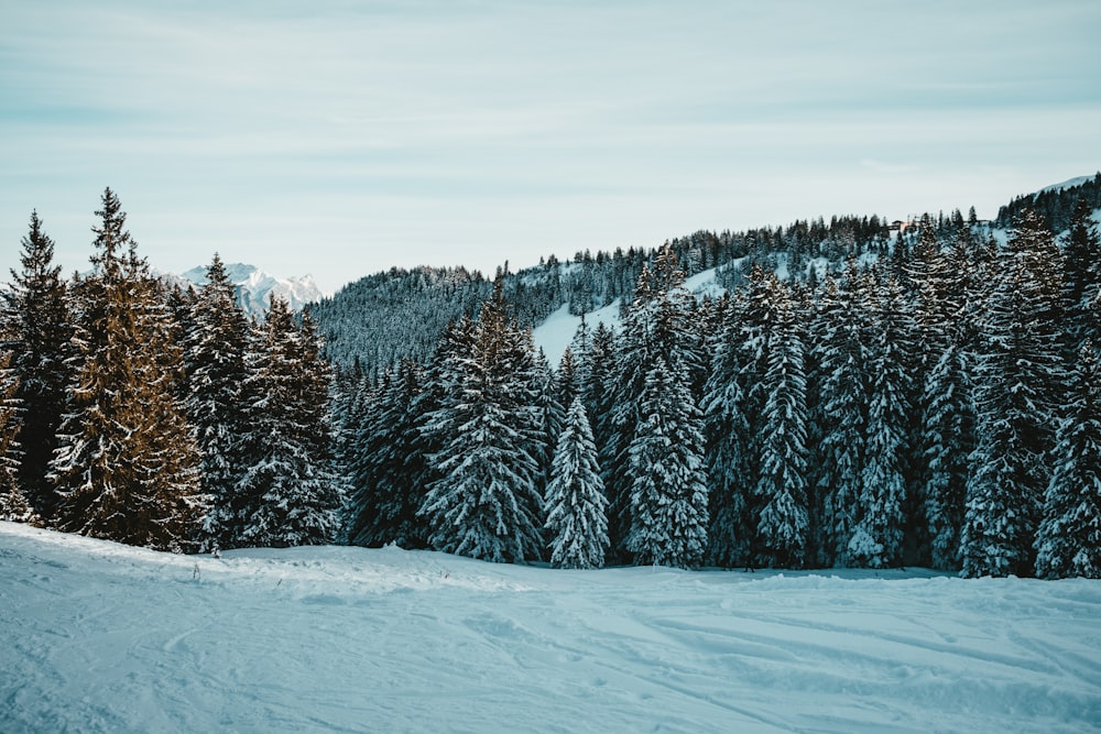 a snowy mountain with trees