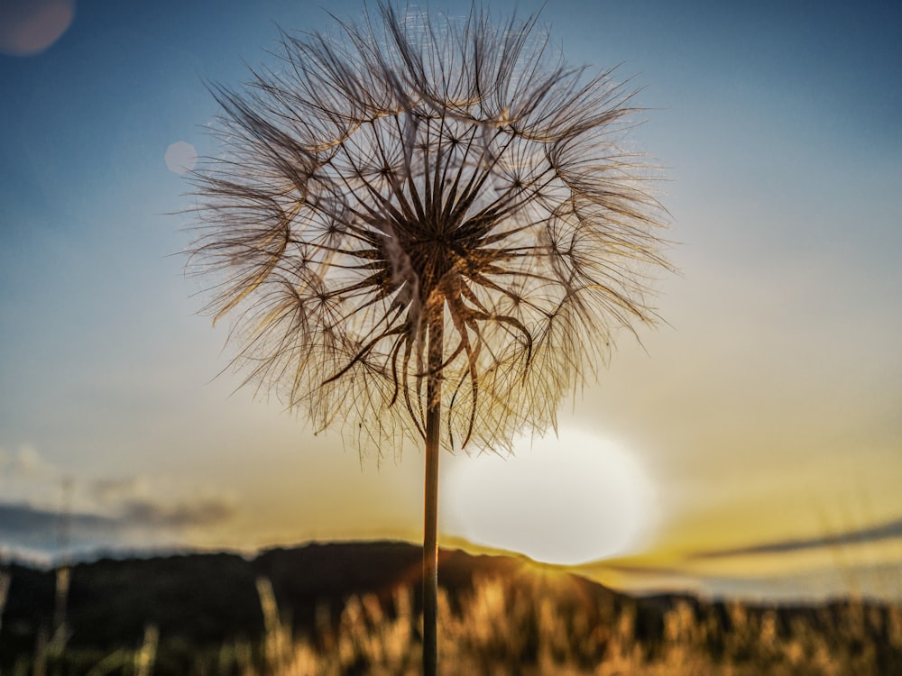 a close-up of a dandelion