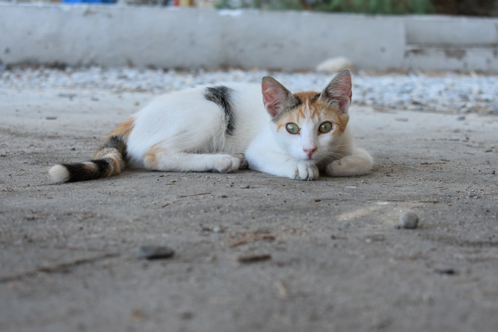 a cat lying on the ground