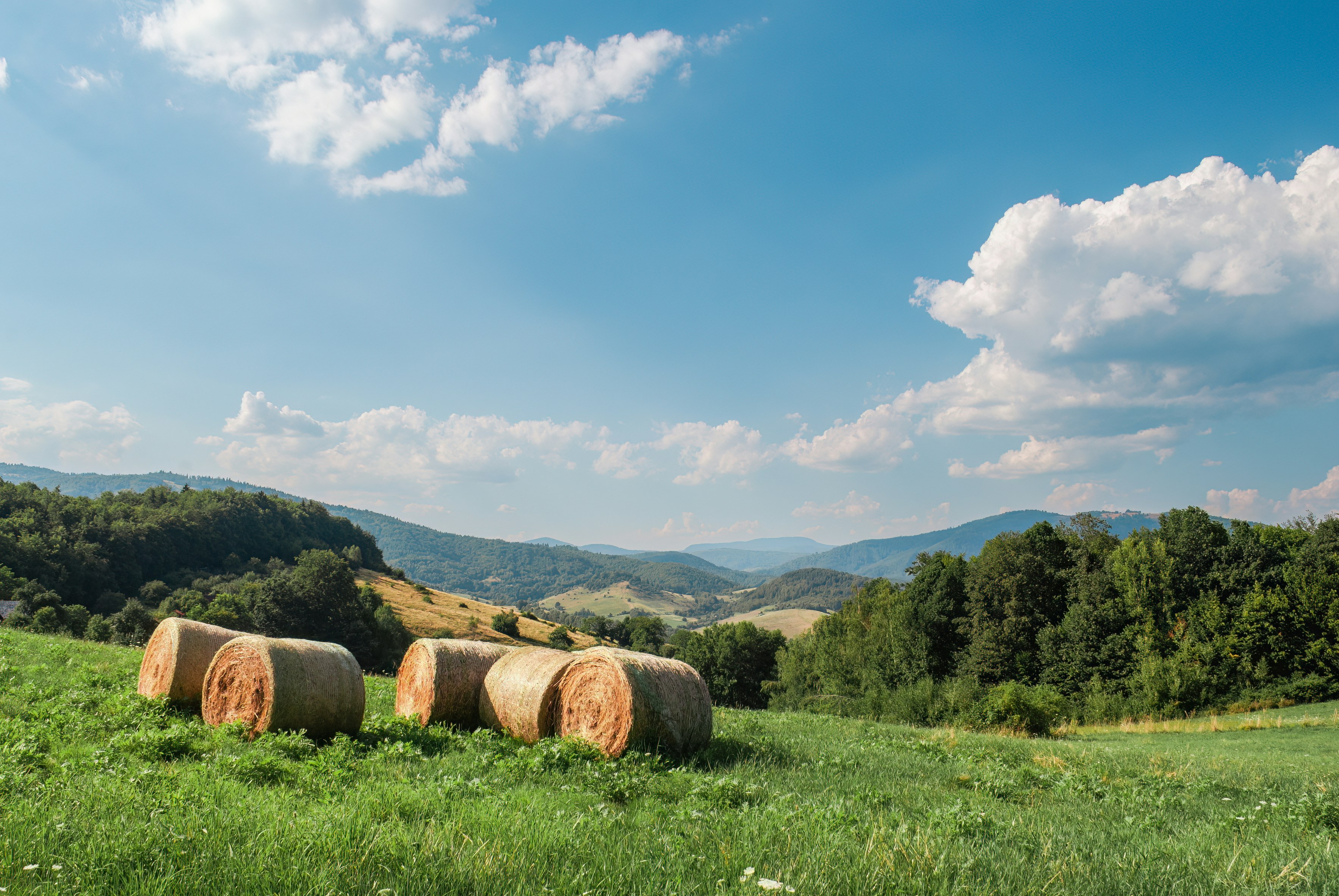 a field of hay bales 풍경 사진