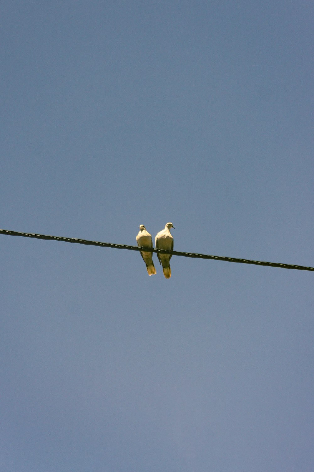 two birds sitting on a branch