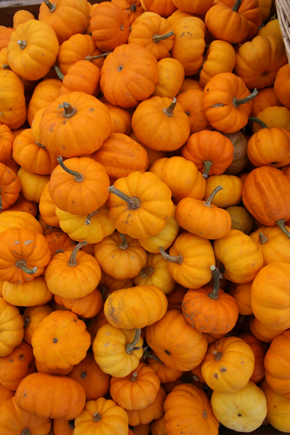 a pile of pumpkins