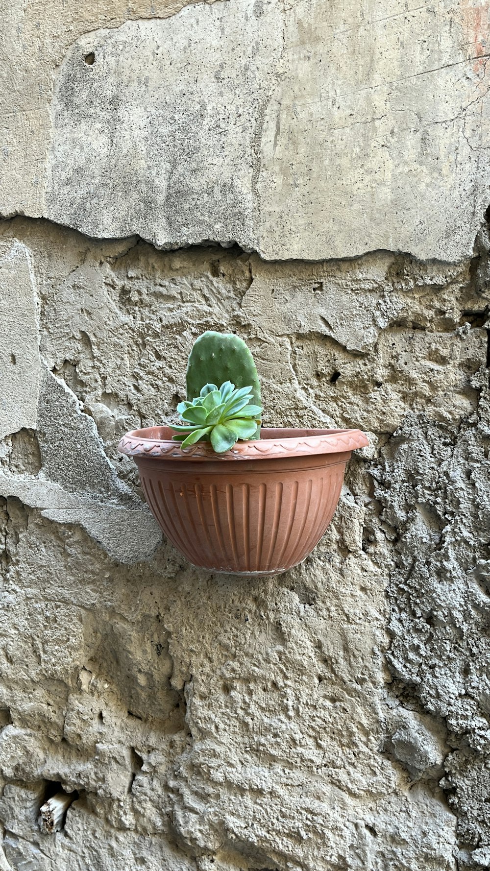 un cactus en una maceta