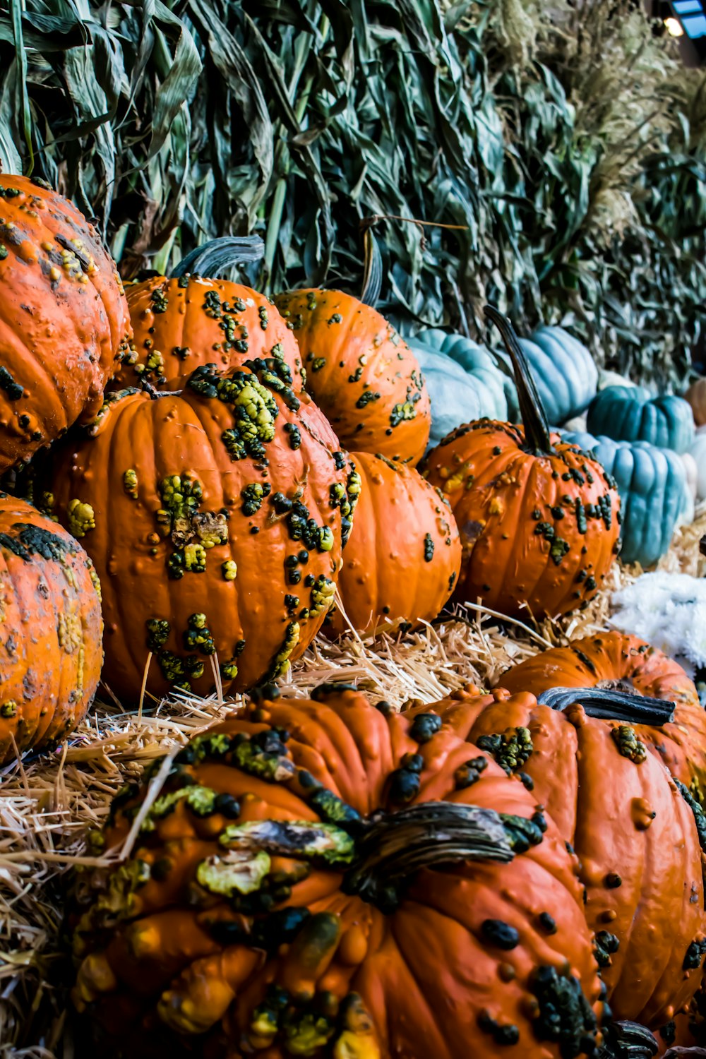 a pile of pumpkins