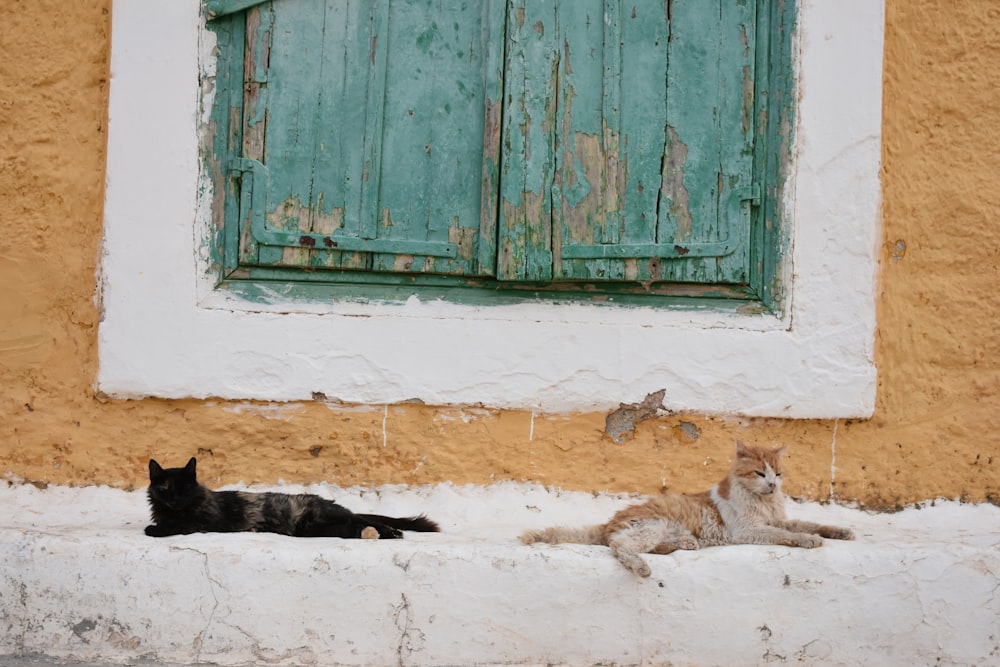 a couple of cats sitting on the ground by a door