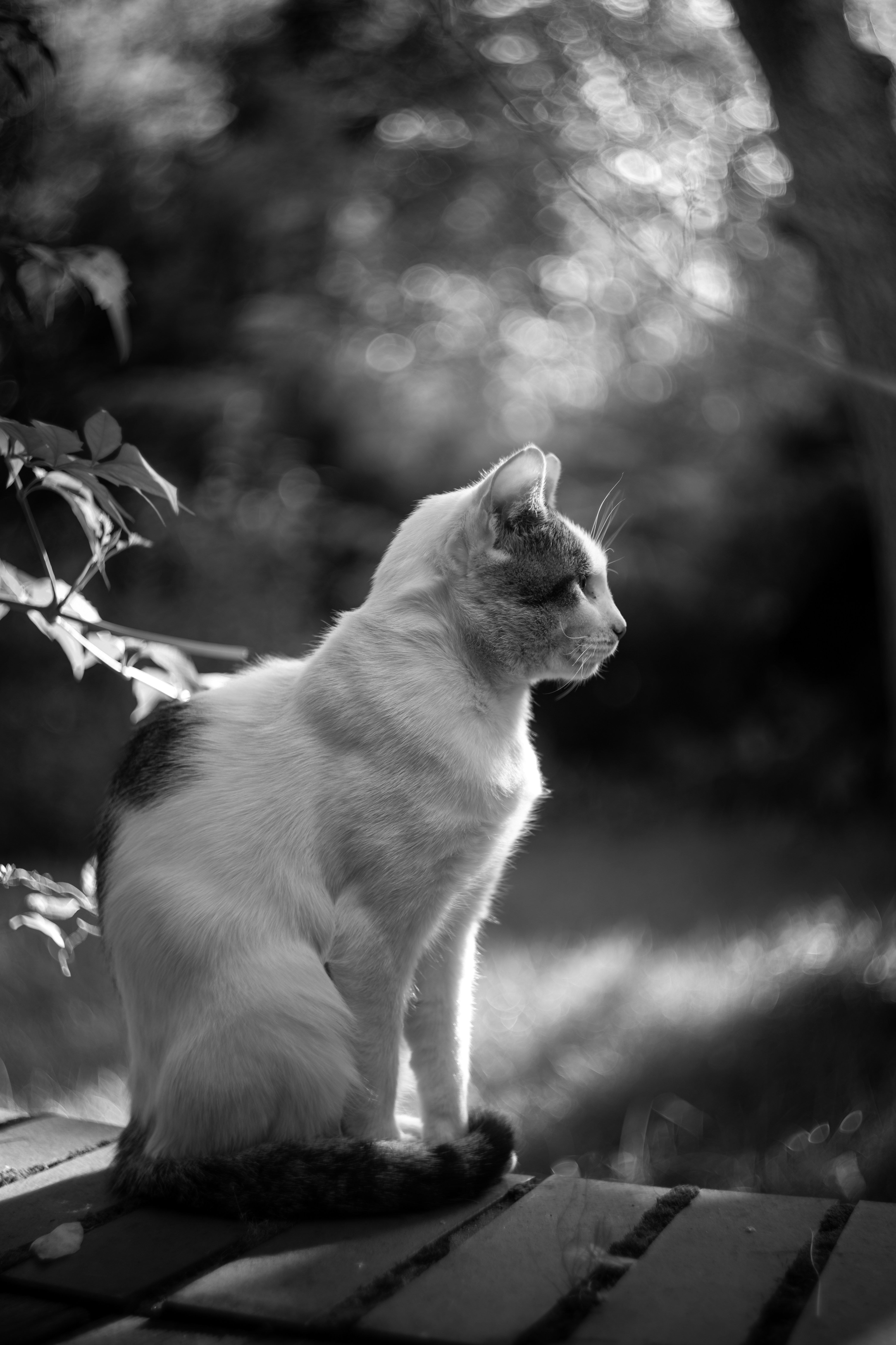 Photo by victor_vector