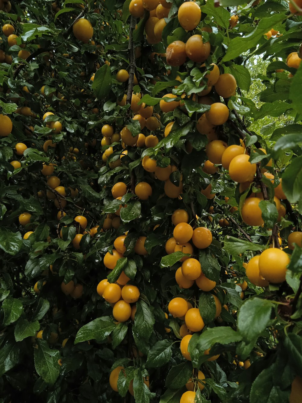 a tree with many oranges