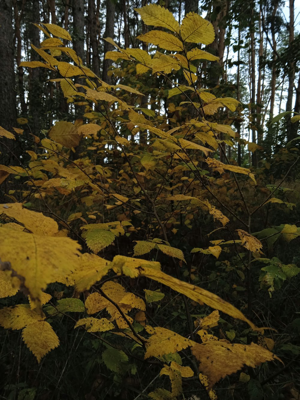 a group of yellow leaves