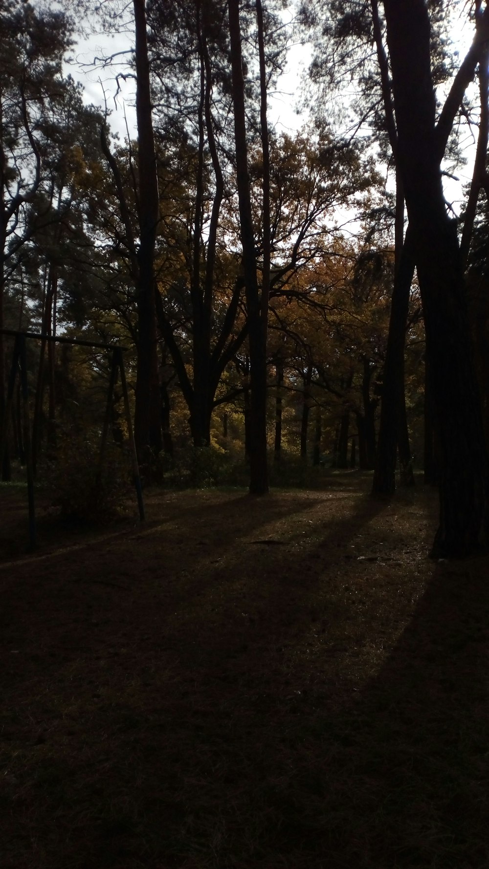 a path through a forest