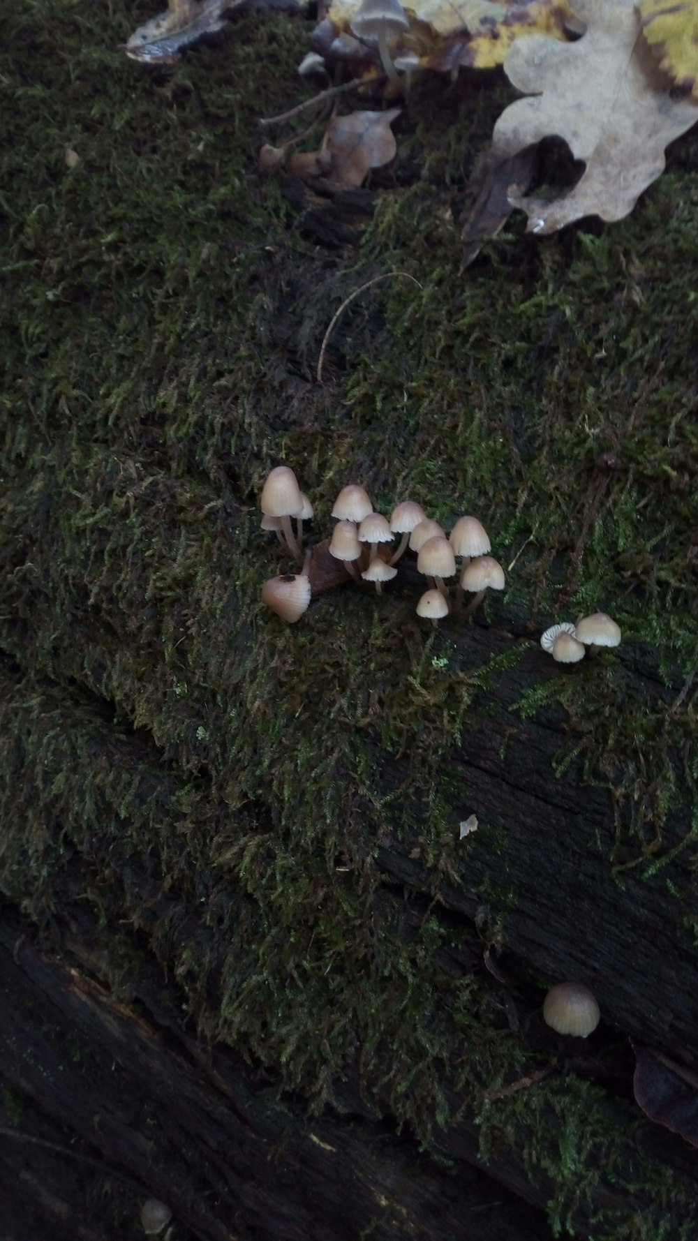 a group of mushrooms growing in the grass