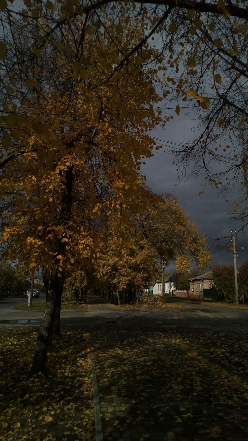 a road with trees on either side