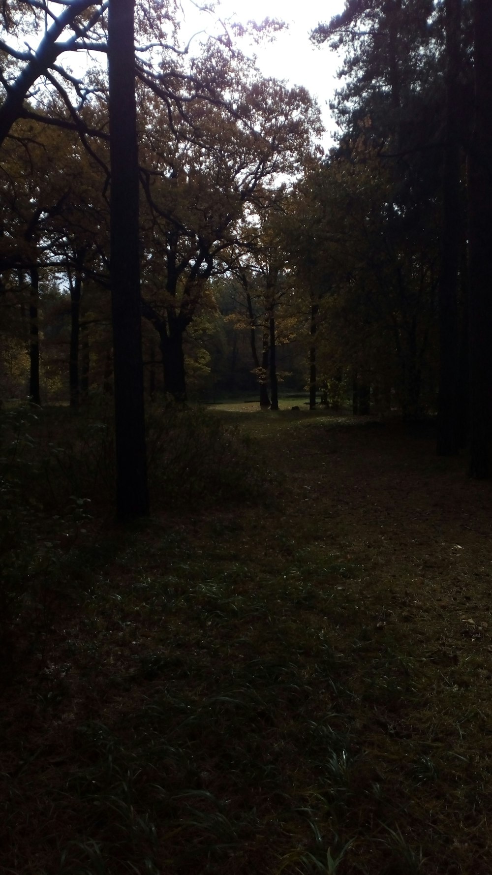 a path through a forest