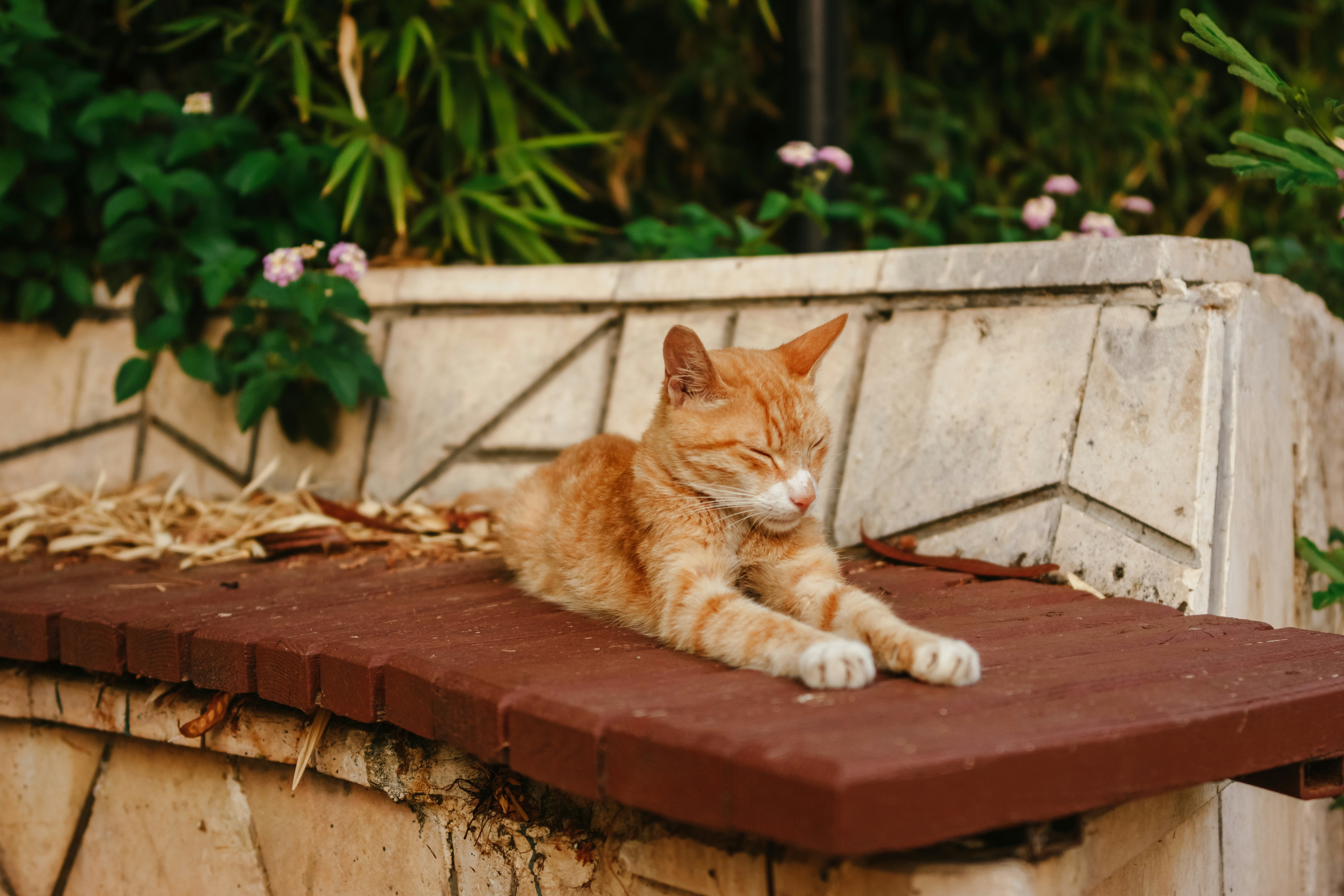 Photo by igorharrier