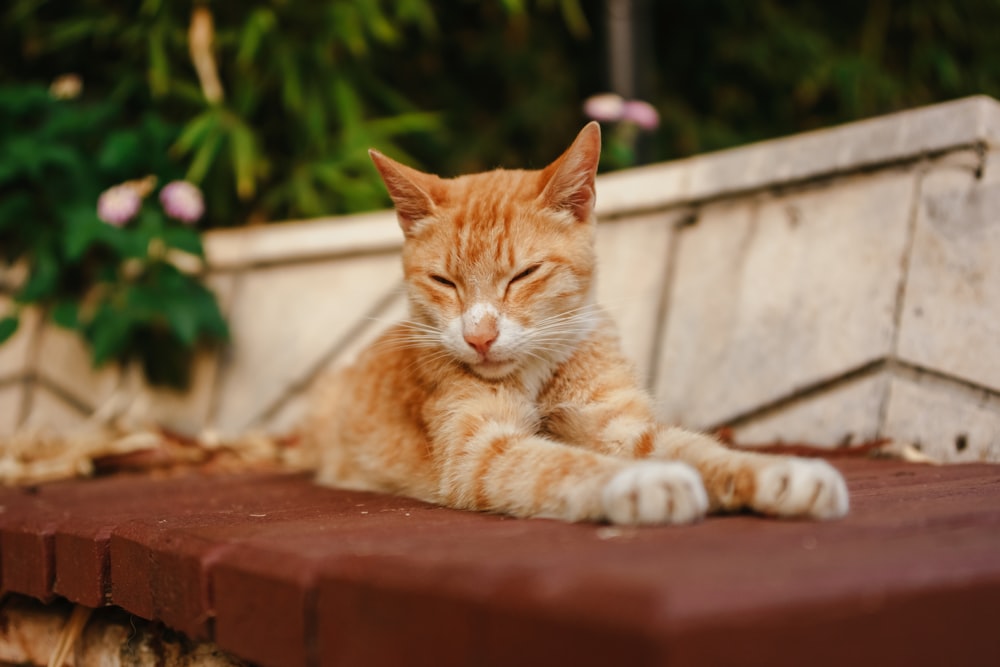 a cat lying on a brick wall