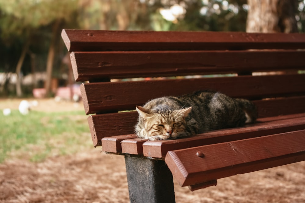 Un gatto che dorme su una panchina