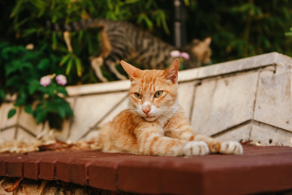 a cat lying on a brick wall