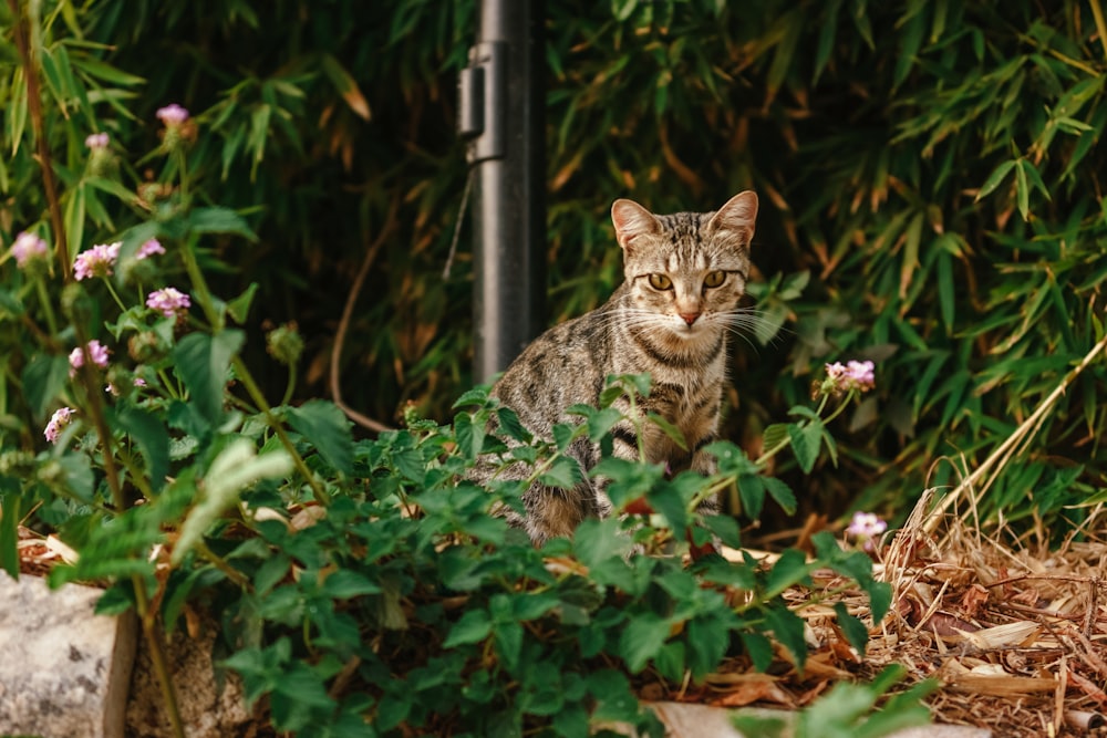 a cat sitting in a bush