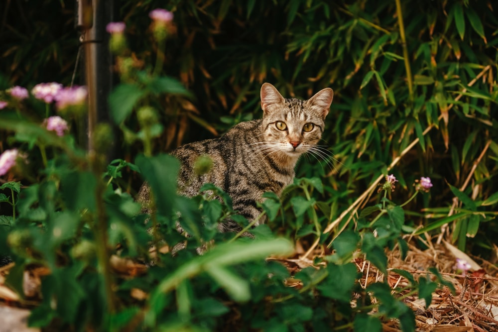 Un gatto in un cespuglio