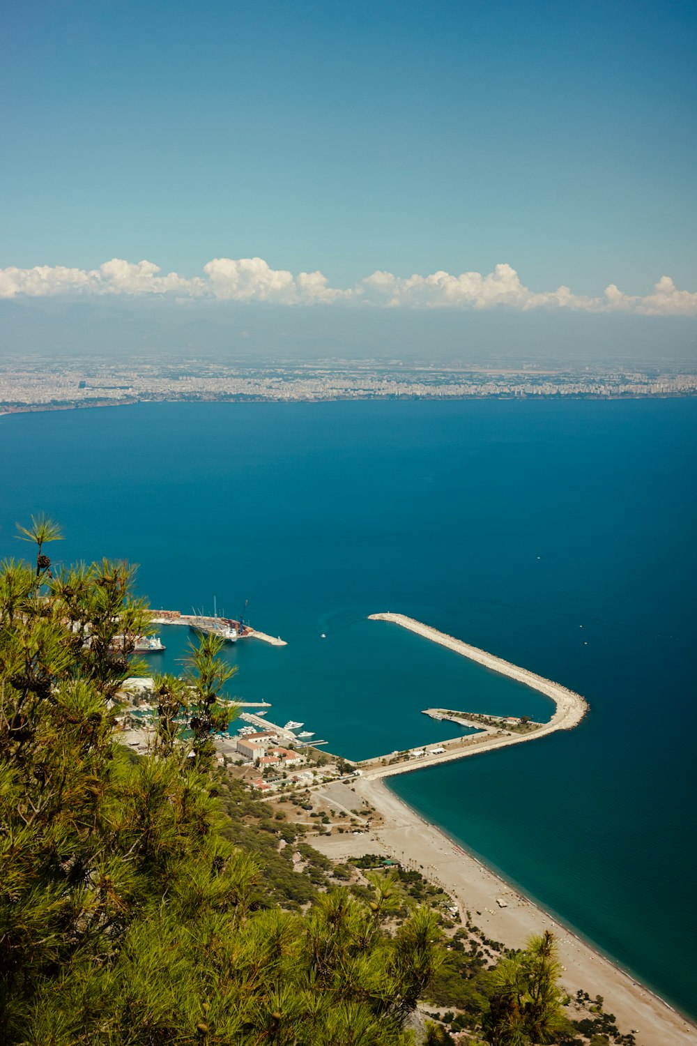 a beach with trees and a body of water