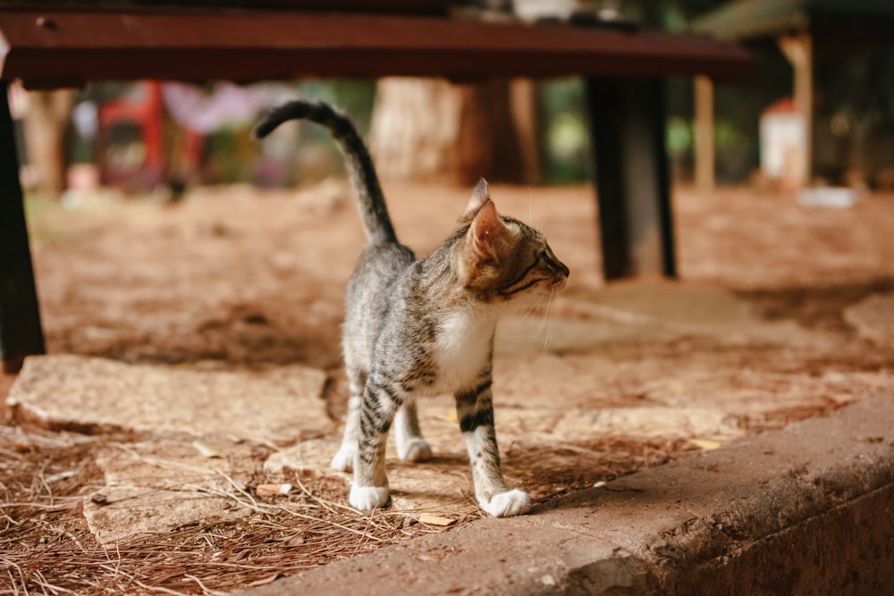 a cat walking on a wooden surface