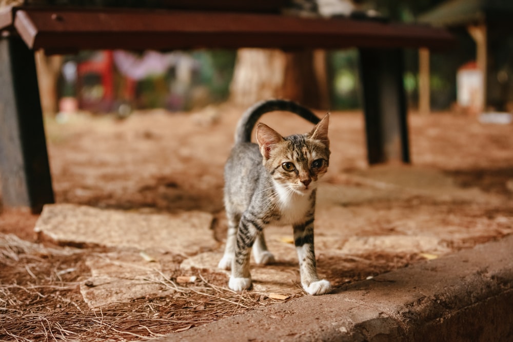 a kitten walking on the ground