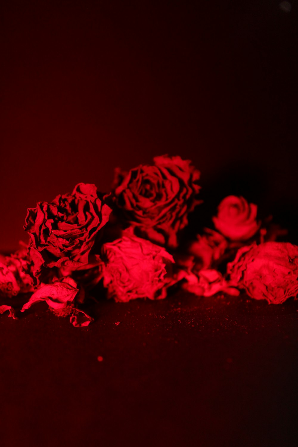 a group of pink flowers