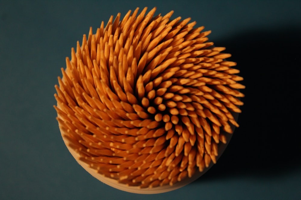 a close up of a sea urchin