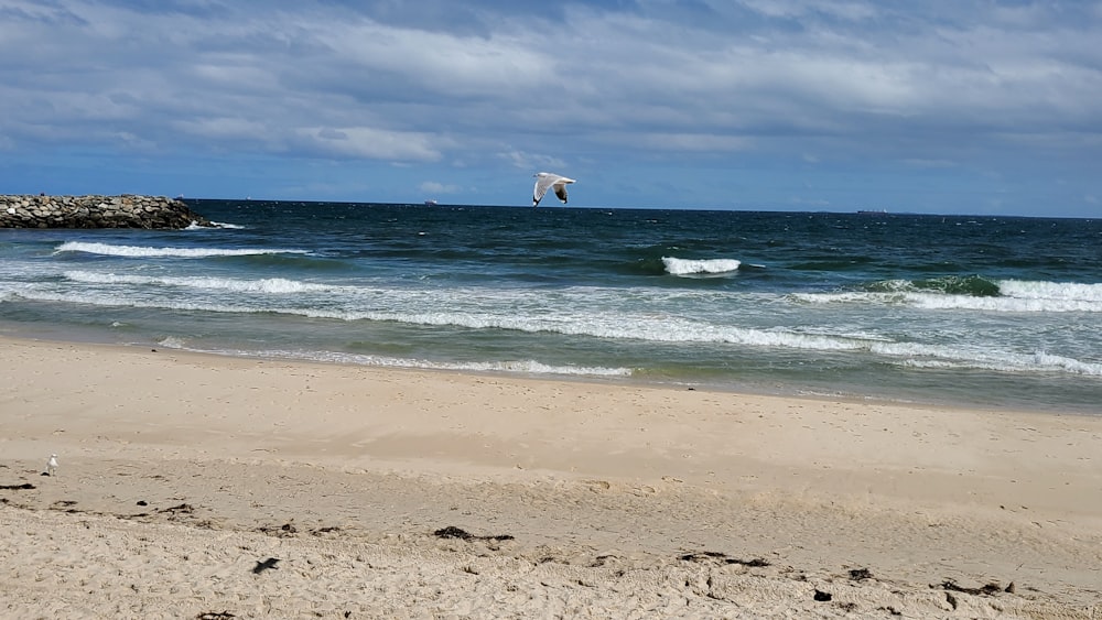 a bird flying over a beach