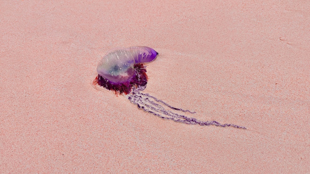 a jellyfish on a surface