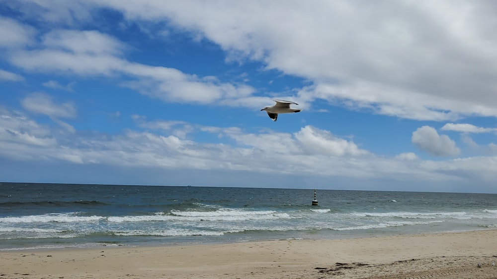 uma gaivota voando sobre o oceano