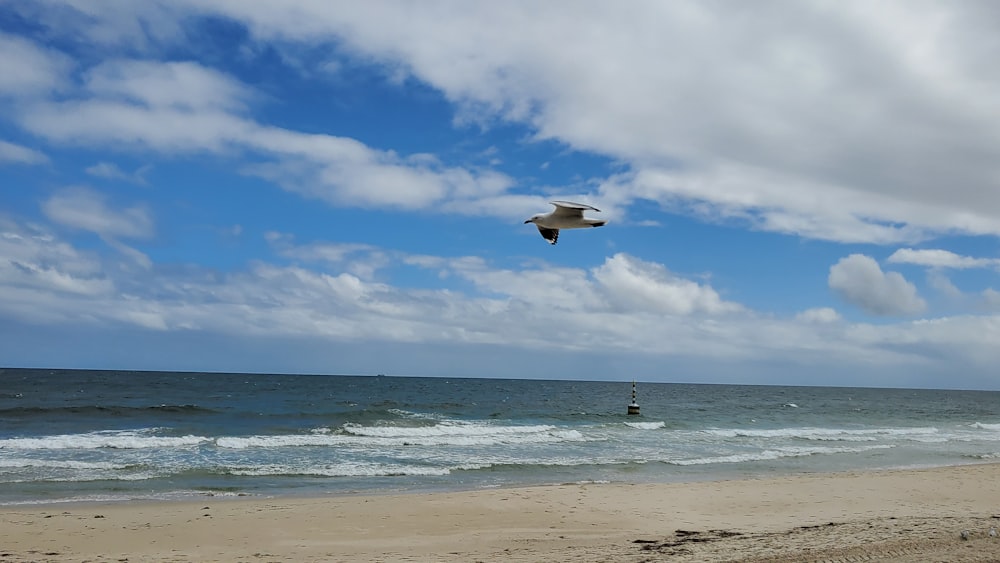 a seagull flying over the ocean