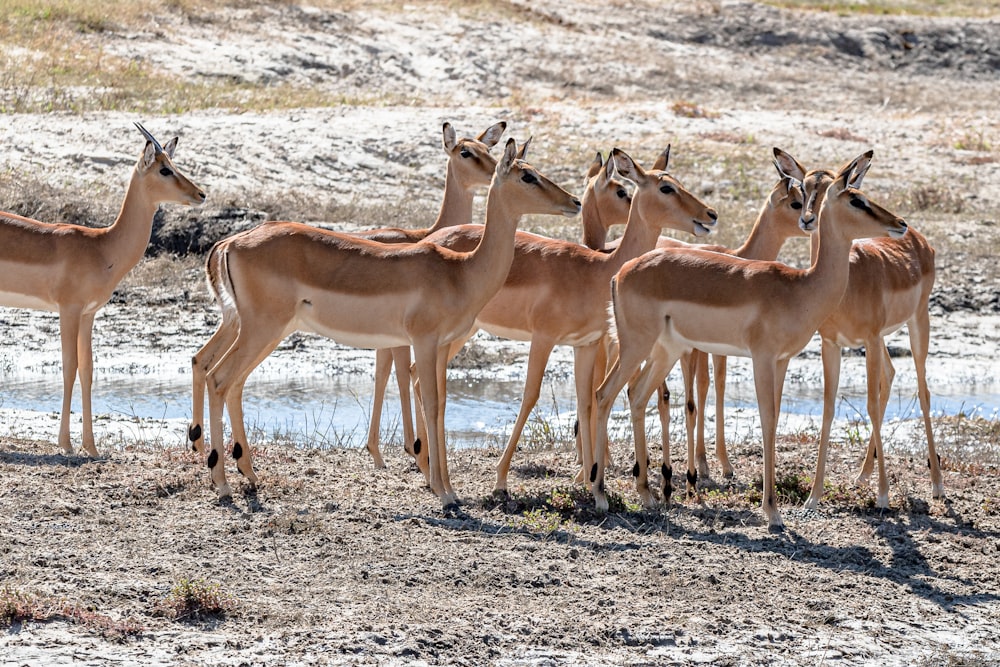a group of animals standing in a sandy area