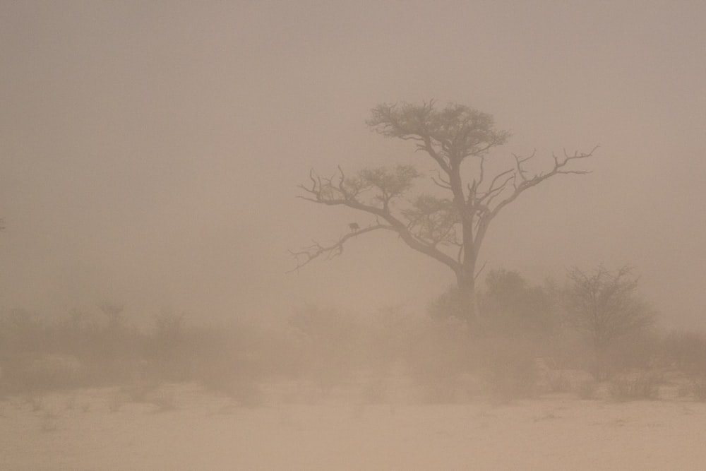a tree in a foggy field