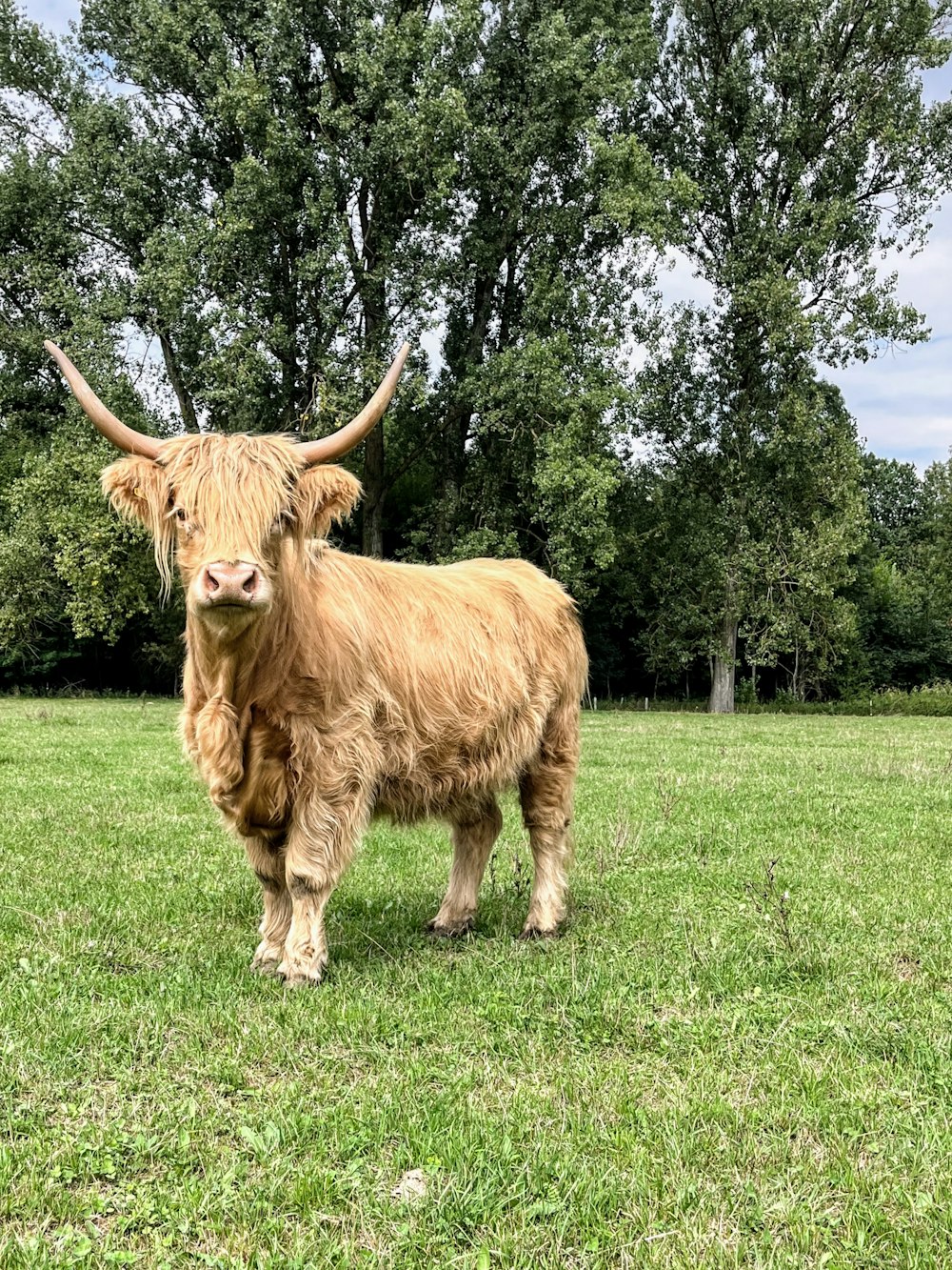 uma vaca em pé em um campo
