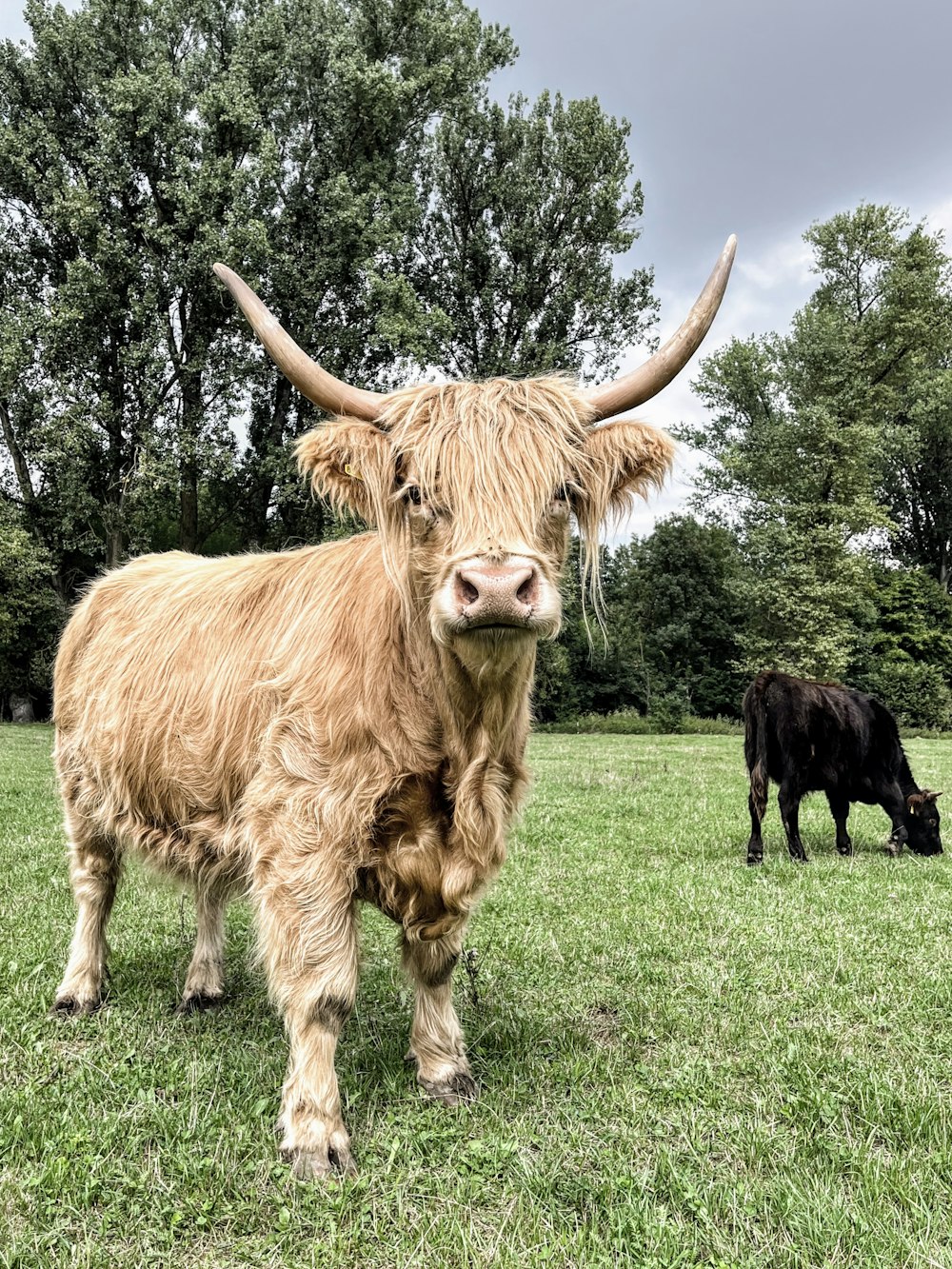 a cow with horns standing in a field