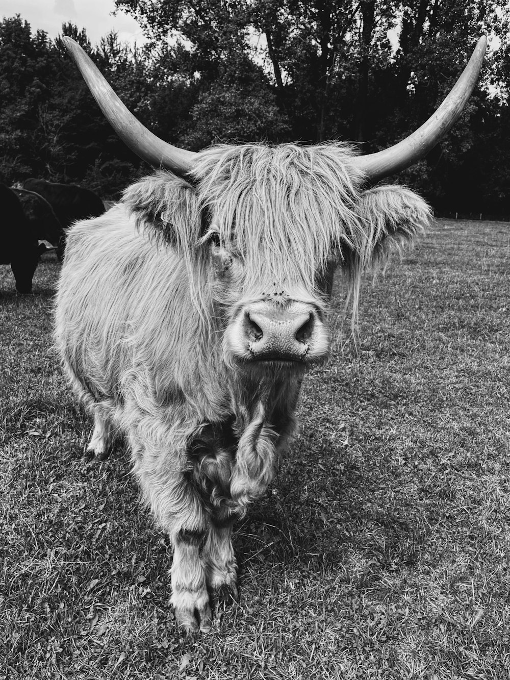 a yak with long horns