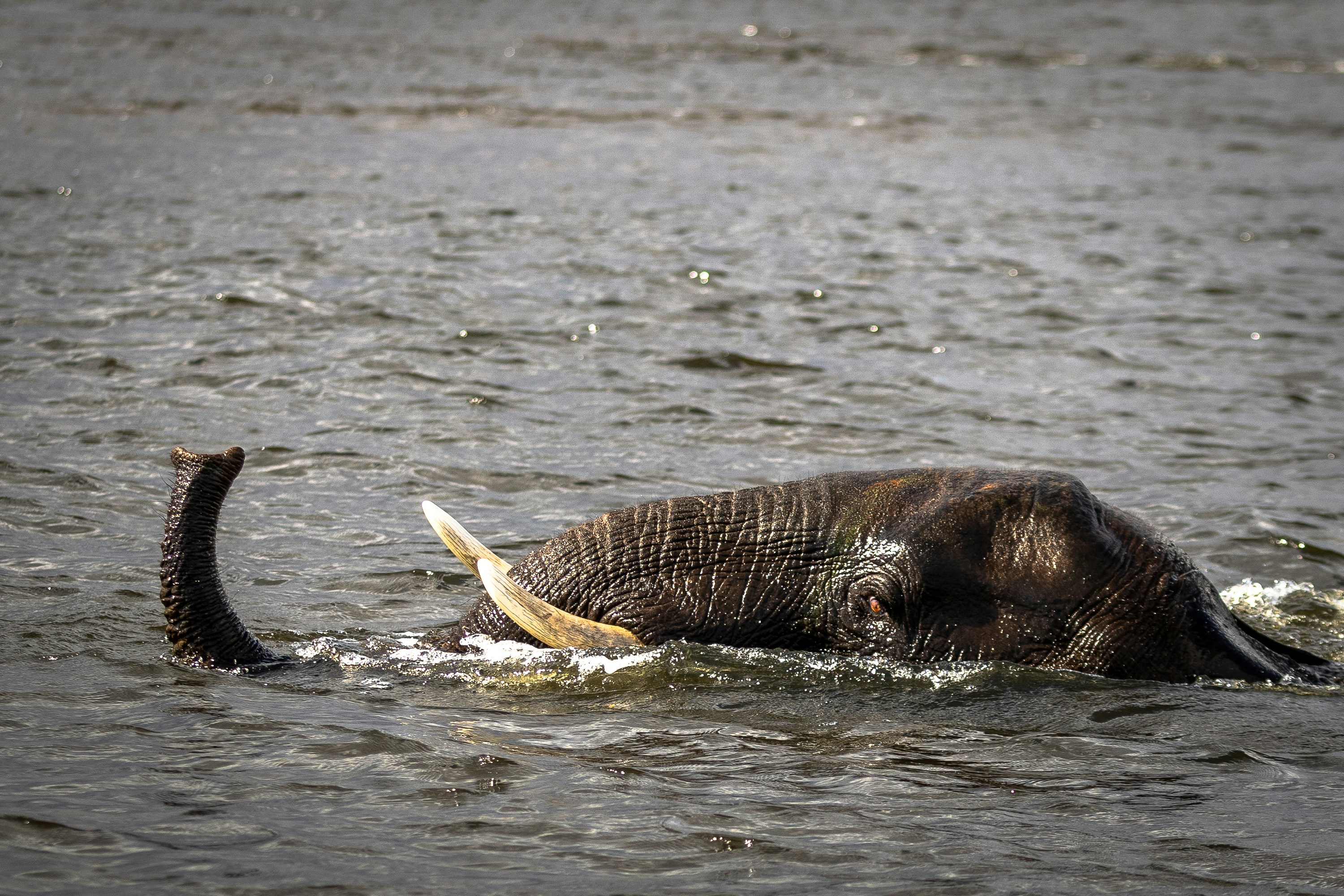 Un elefante yace en el agua