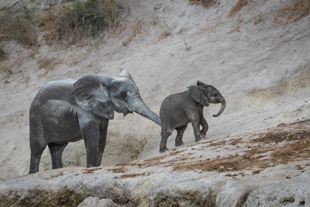 elephants playing in the mud