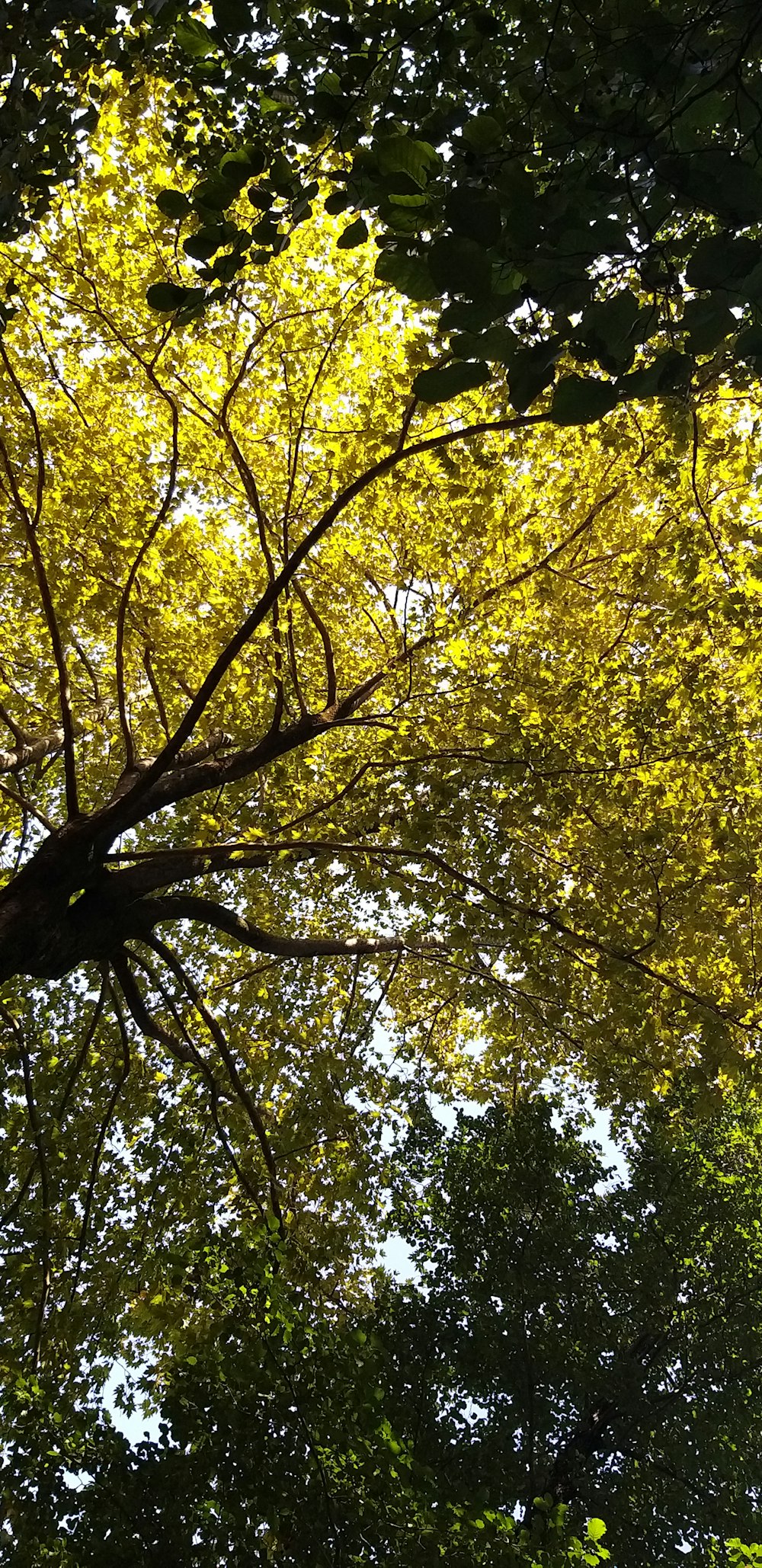 looking up at trees and sky