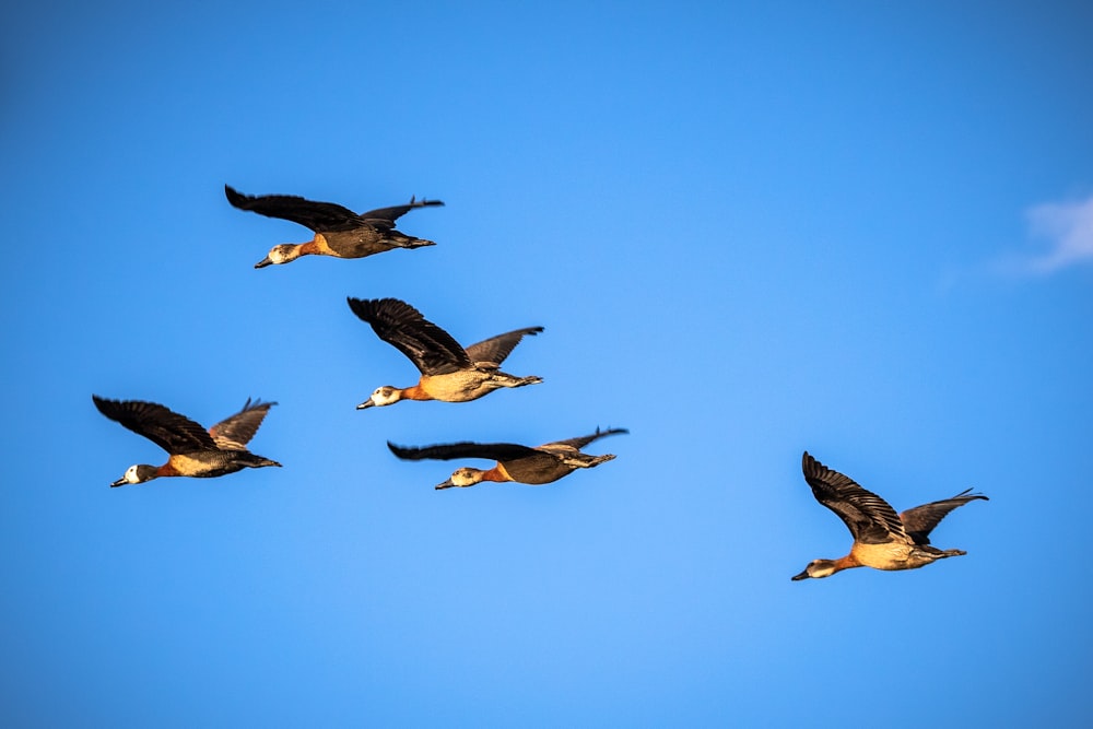 a group of birds flying in the sky