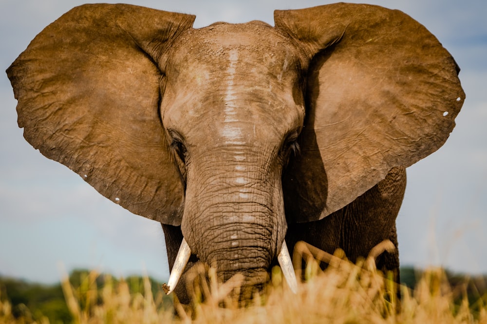 an elephant with tusks