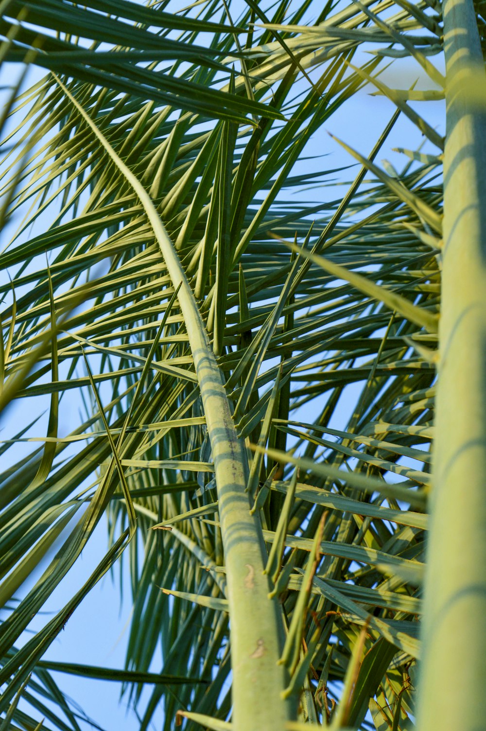 a close-up of some palm trees