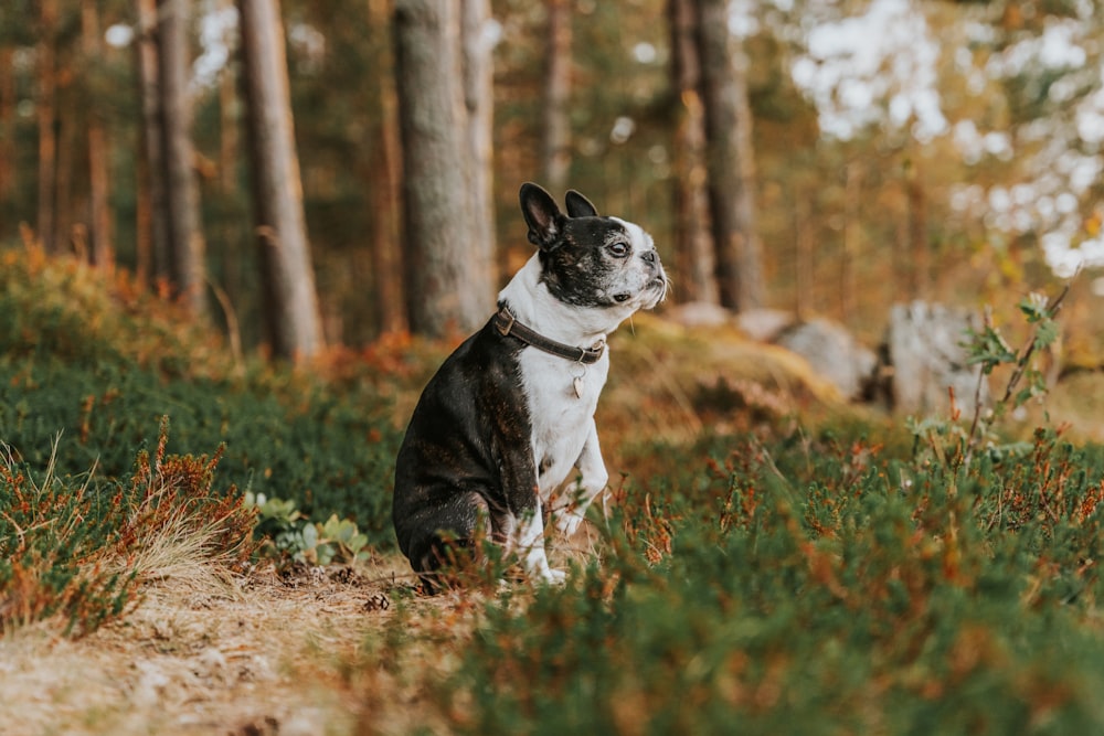 a dog running in the woods