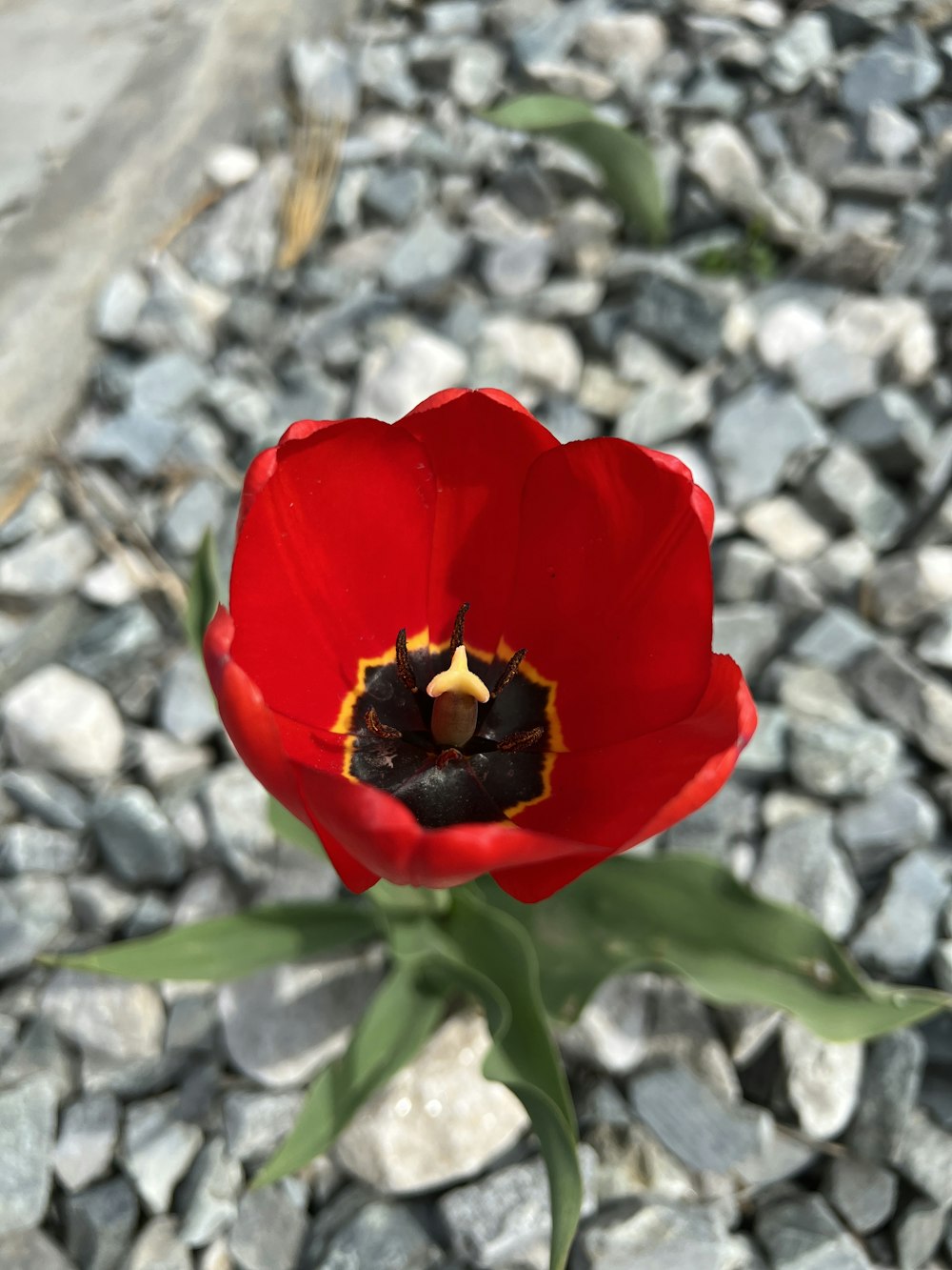 a red flower with a black center