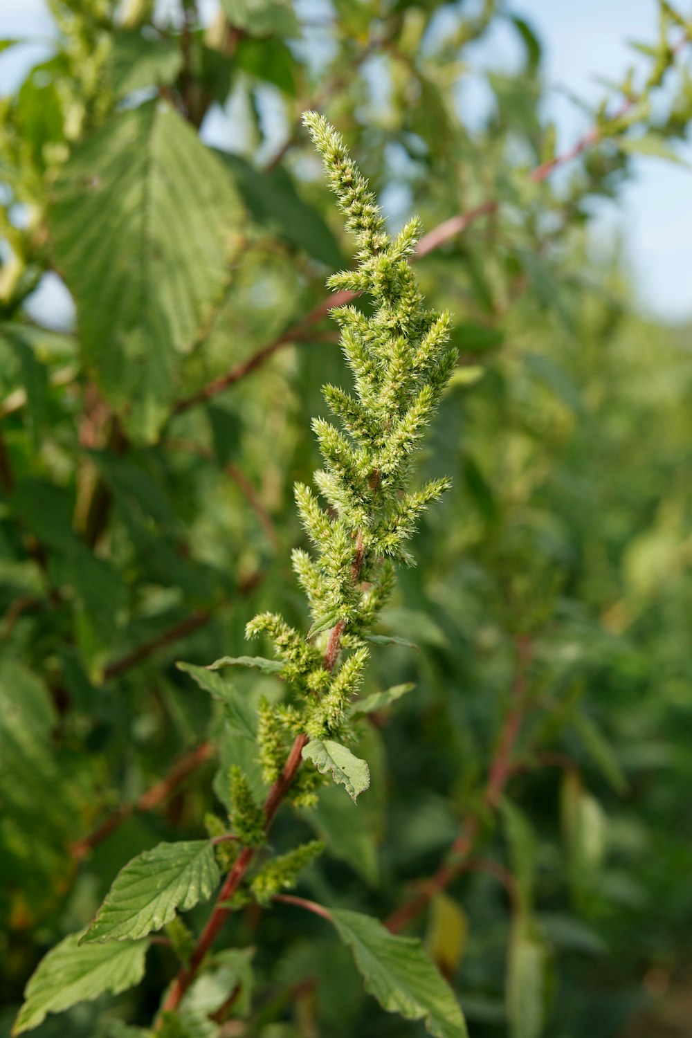 a close up of a plant